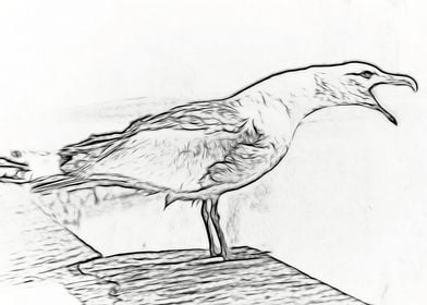 Seagull drawing