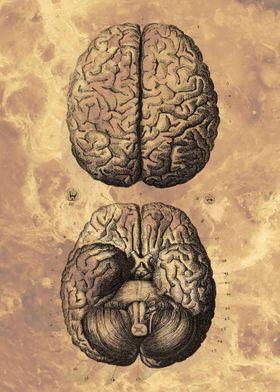 Anatomy Design Brain