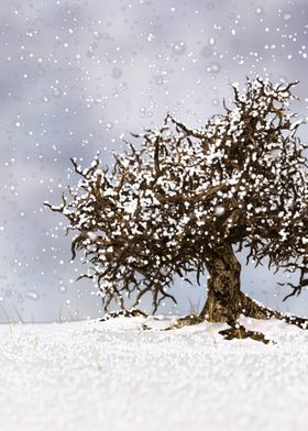 Winter Tree Portrait