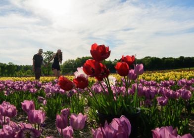  Love in the Tulip Fields