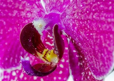 Orchid droplets