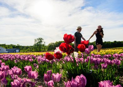 Love in Happy Tulip Field