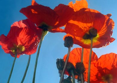 Red Poppies and Sky