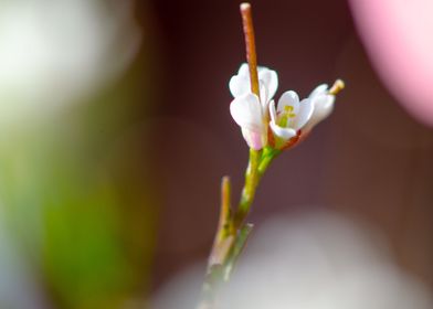 Tiny white flower