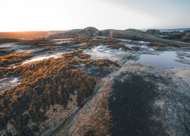 Cape Columnbine SA