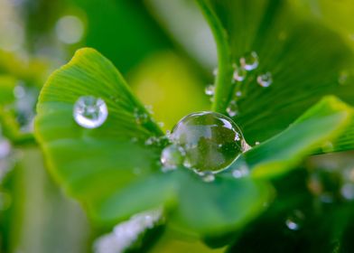 Ginkgo leaf droplet