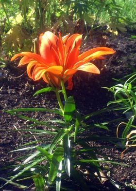 Garden Flower Orange