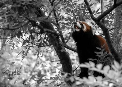 Red Panda Climbing a Tree