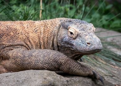 Lazy Komodo Dragon