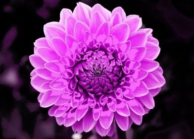 Dahlia  pop magenta 