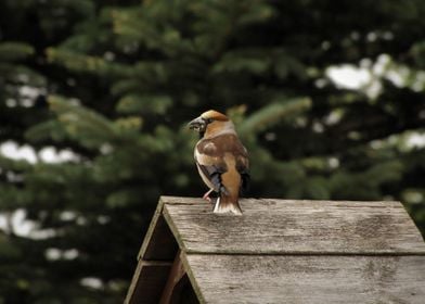 Male hawfinch