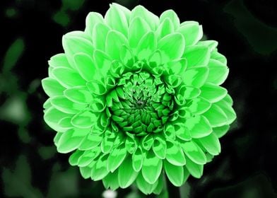 Dahlia  pop green 