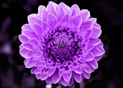 Dahlia  pop purple 