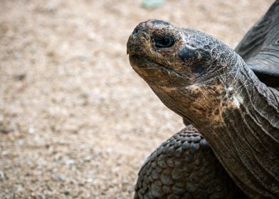 A Galapagos Tortoise