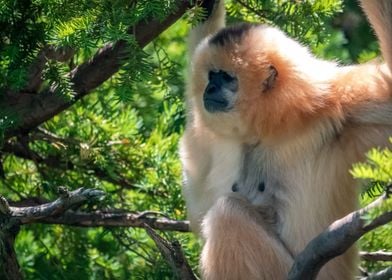 Golden Gibbon