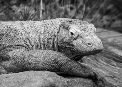 Lazy Komodo Dragon