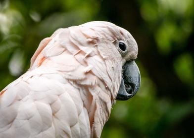 A Cockatoo Stare