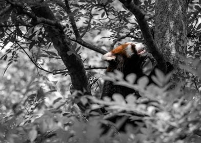 Red Panda Climbing a Tree