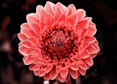 Dahlia  pop red