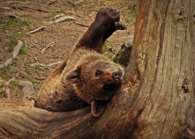 Brown bear cub