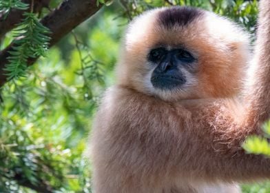 Golden Gibbon