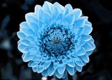 Dahlia  pop turquoise