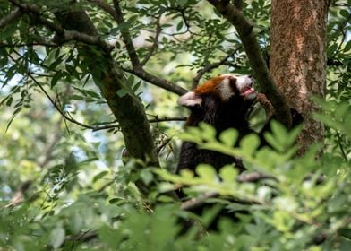 Red Panda Climbing a Tree