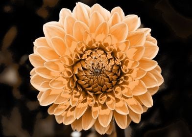 Dahlia  pop beige 