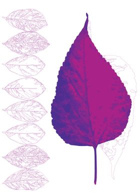 purple leaf 