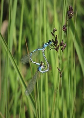 Azure damselfly pair