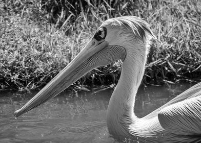 A Pelican Swimming