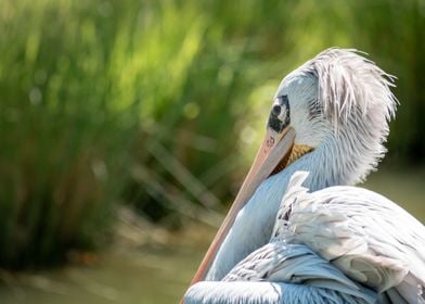 A Pelican Perched