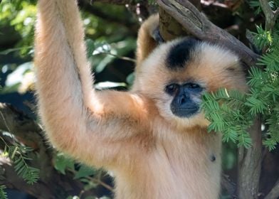 Golden Gibbon