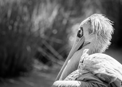 A Pelican Perched