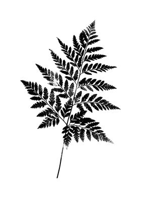 Fern leaf