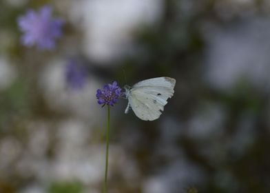 Withe butterfly and flower