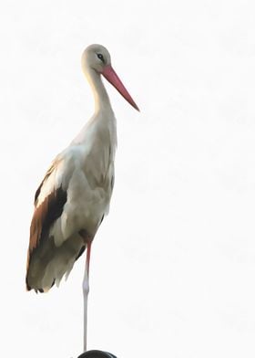 White Stork Ciconia 
