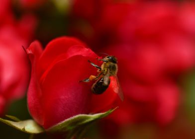 Bee and red roses