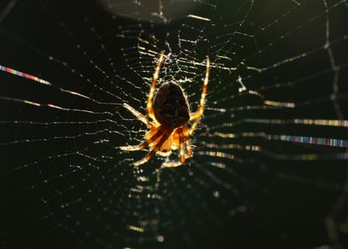 Spider over the sunset