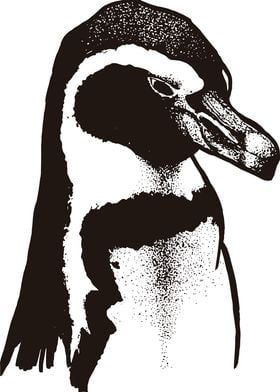 Focused Humbolt Penguin