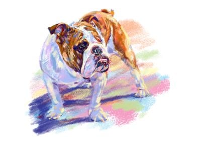 English bulldog