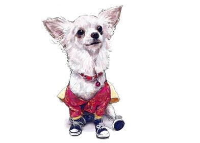 Pomeranian wearing shoes