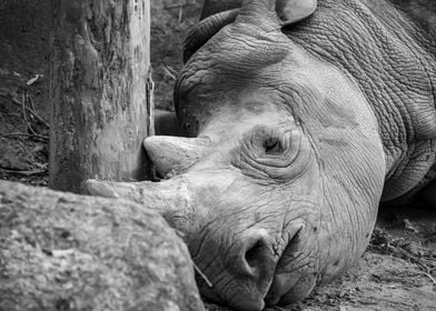 Sleepy Rhino