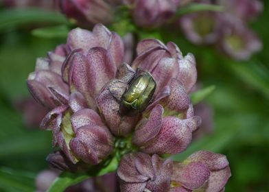 Green beetle bring luck