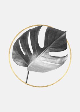 Tropical and golden V