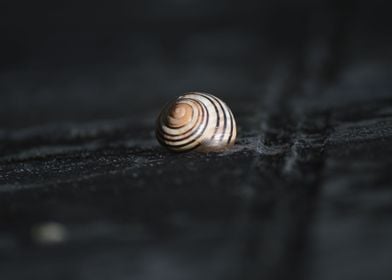 Alone snail in the shell