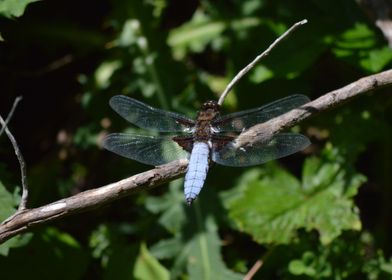 Blue dragonfly