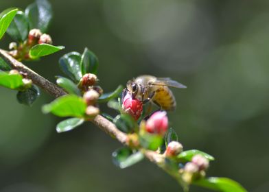 Bee and bud