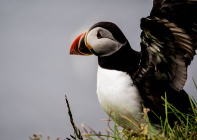 Puffin  