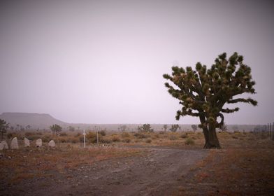 Desert Cemetery